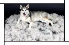 毛質(zhì)差、過度脫毛？華興重磅推出犬美毛處方糧