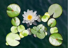 夏至丨夏花燦爛，愛(ài)至美好